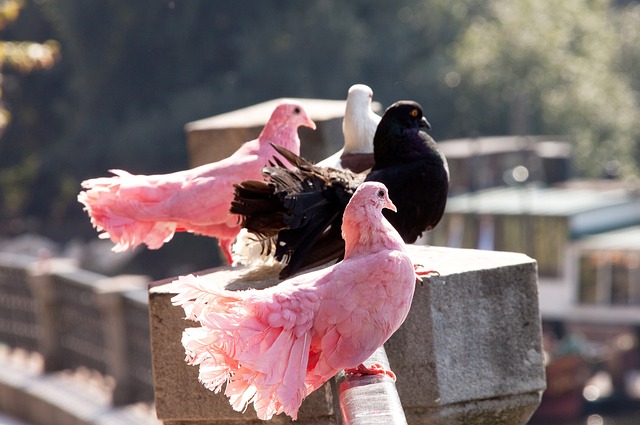 它是球队战 它是球队战