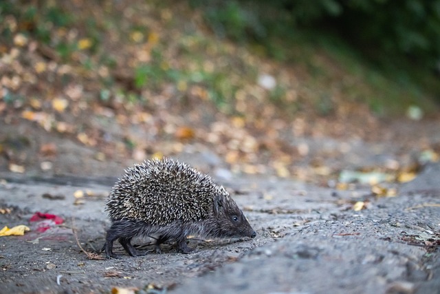 声更上一层 声更上一层